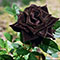 Black Rose