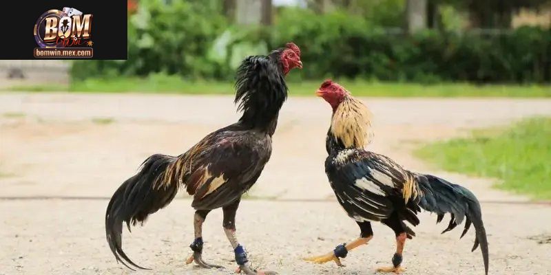 Bomwin Tường Thuật Đấu Trường Chiến Kê Siêu Kịch Tính