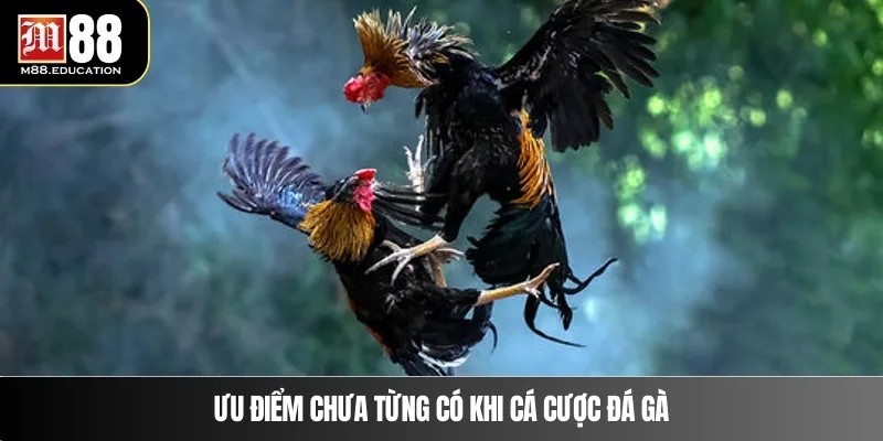 Đá Gà M88 – Bí Quyết Chọn Kèo Dễ Dàng Chiến Thắng