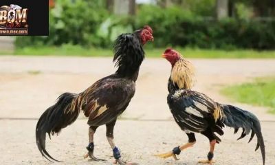 Bomwin Tường Thuật Đấu Trường Chiến Kê Siêu Kịch Tính