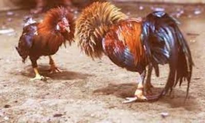 Đá Gà Jun Với Nhiều Góc Nhìn Thực Tế Và Hấp Dẫn