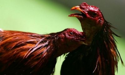 Điểm Danh Những Trận Đá Gà Siêu Kinh Điển Trong Lịch Sử