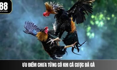 Đá Gà M  Bí Quyết Chọn Kèo Dễ Dàng Chiến Thắng